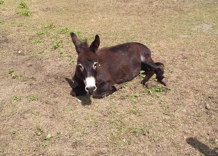 Eichhof Berner Oberland